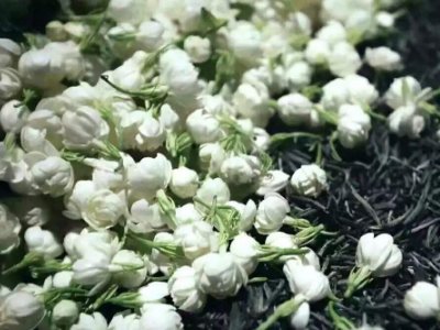 喝茶治口臭嗎，什么茶治口臭好？