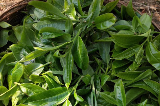 最耐泡的茶葉排名，什么茶葉經(jīng)久耐泡？