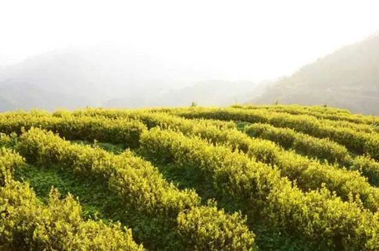 黃金茶的功效及禁忌癥，黃金茶有什么副作用嗎？