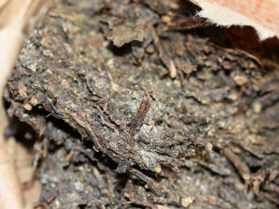 長期飲用黑茶的副作用，黑茶的功效與作用