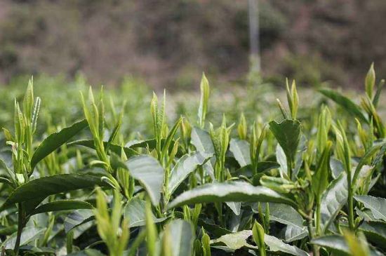 喝黃金茶禁忌，什么人不能喝黃金芽茶？