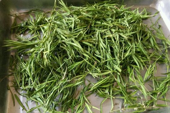 哪類人不適合喝石竹茶，石竹茶的功效與禁忌