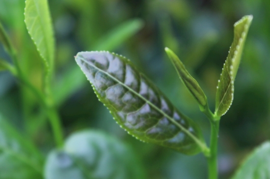 綠茶第一泡要倒掉嗎，為什么綠茶第一泡不喝？