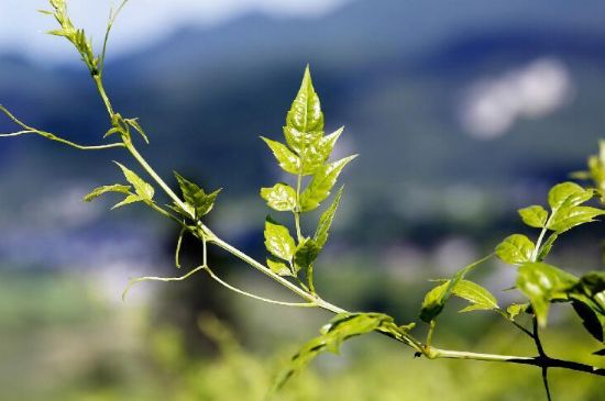 莓茶為什么先苦后甜回甘，莓茶口感怎么樣？