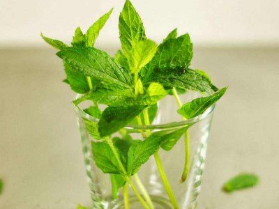 喝茶治口臭嗎，什么茶治口臭好？