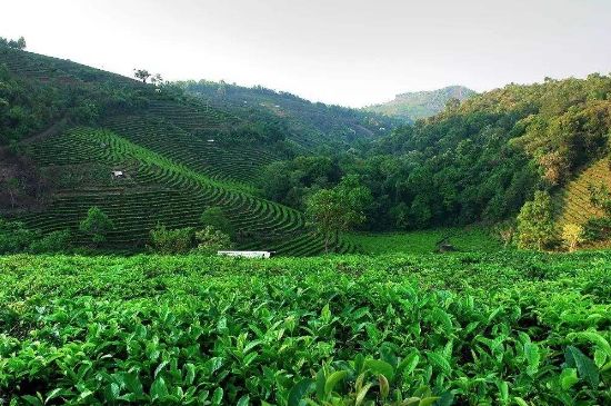 普洱茶的美麗傳說(shuō)