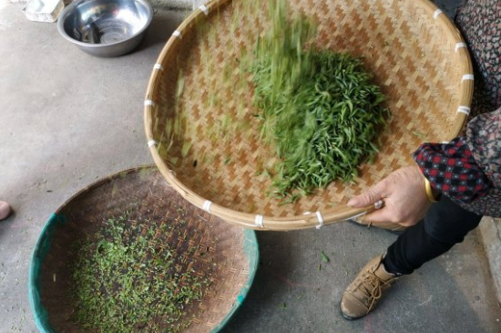 炒青茶為什么便宜，炒青綠茶好喝嗎？