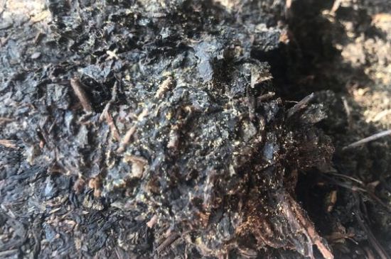 茯茶可以放在冰箱里存放嗎，茯磚茶如何儲(chǔ)存？