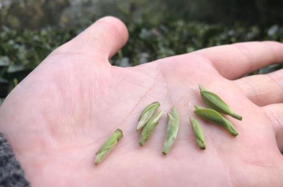春茶季怎么辨別白毫銀針的好壞，好的白毫銀針如何選購？