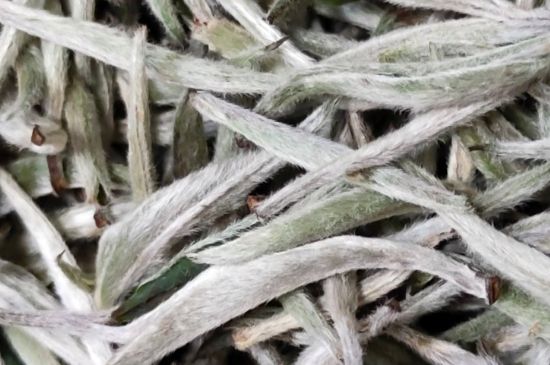 春茶上市白茶的好壞怎么區(qū)分，春白茶怎么分辨好不好？