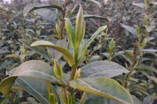 家庭如何保存碧螺春茶葉，蘇州洞庭碧螺春綠茶怎么保存？