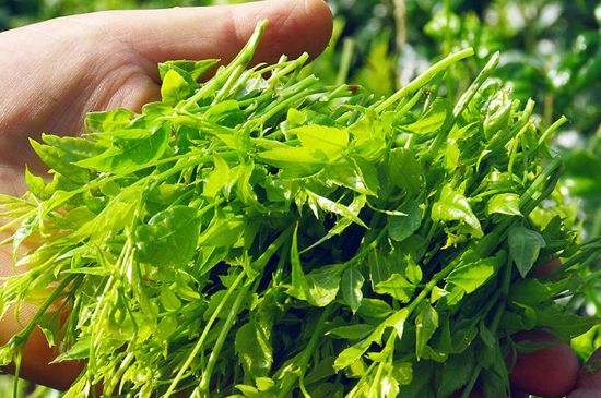 茅巖莓茶別名是什么，莓茶別名叫藤茶嗎？