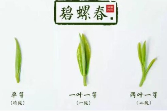 真假碧螺春泡水后區(qū)別，蘇州洞庭碧螺春怎樣鑒別好壞？