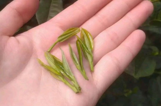 炒青茶為什么便宜，炒青綠茶好喝嗎？