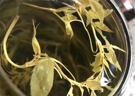 張家界茅巖莓茶與藤茶是同一種茶嗎，藤茶跟莓茶一不一樣？