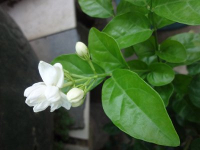 茉莉和什么一起泡最好，茉莉茶有幾種搭配？