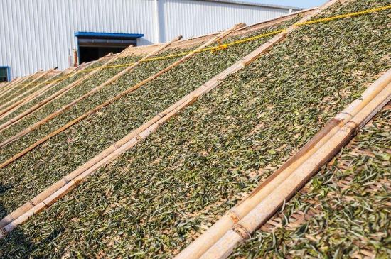 武夷巖茶的初制、精制加工工藝詳細(xì)講解