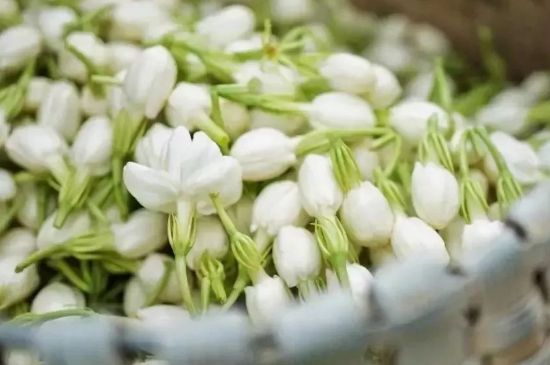 十大排毒養(yǎng)顏花茶，喝什么花茶排毒養(yǎng)顏