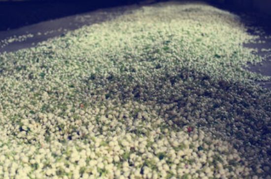 茉莉龍珠怎么做的，茉莉龍珠的制作工藝