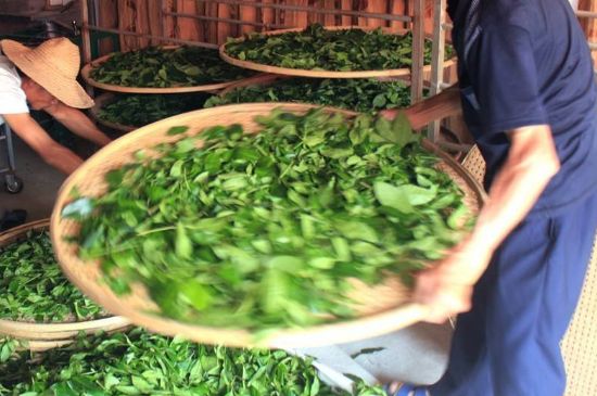 武夷巖茶的初制、精制加工工藝詳細(xì)講解