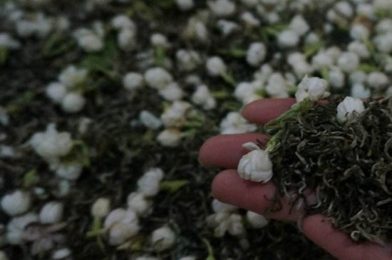 茉莉茶的種類和等級，茉莉花茶的分類