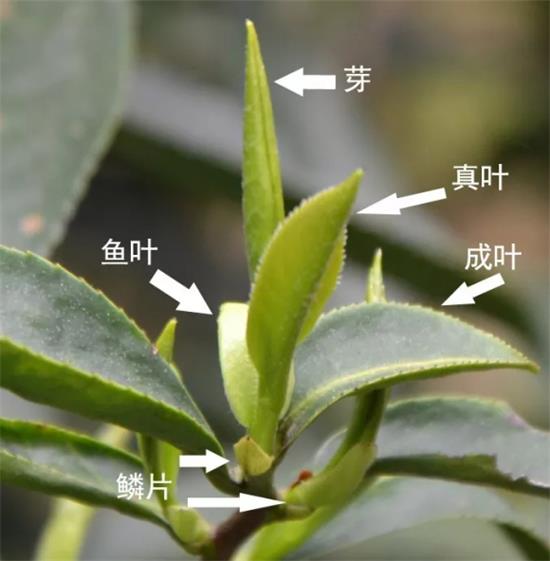 摘茶葉最快的方法，采摘茶葉怎么才能快？