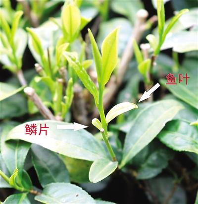 摘茶葉最快的方法，采摘茶葉怎么才能快？