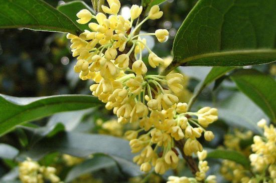 干桂花茶的制作方法，怎樣自制桂花茶？