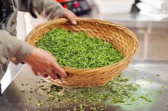 武夷巖茶的初制、精制加工工藝詳細(xì)講解
