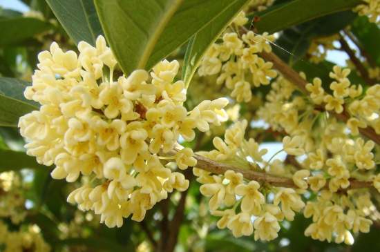 茉莉茶一次泡幾朵，茉莉茶放多少