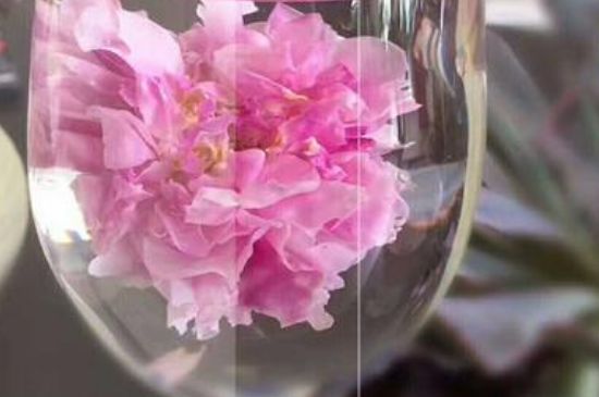 干玫瑰花泡水放幾顆，玫瑰花泡水一次放幾朵？