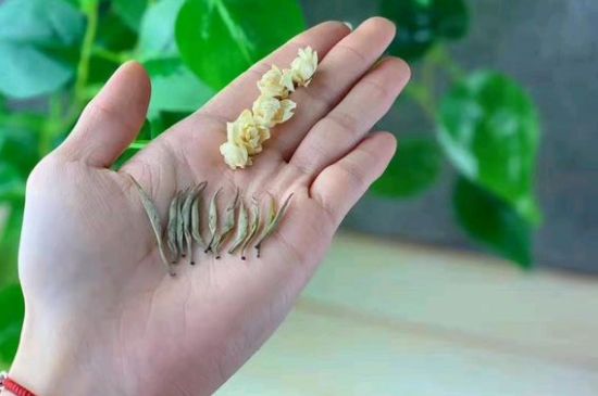 茉莉銀針口感，茉莉銀針是什么味道？