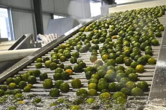 家庭自制柑普茶方法，小青柑制作9個(gè)步驟竅門（圖片）