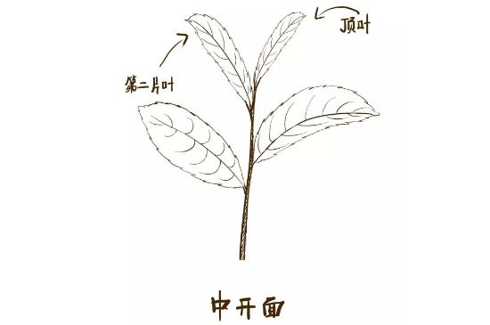 武夷巖茶的初制、精制加工工藝詳細(xì)講解