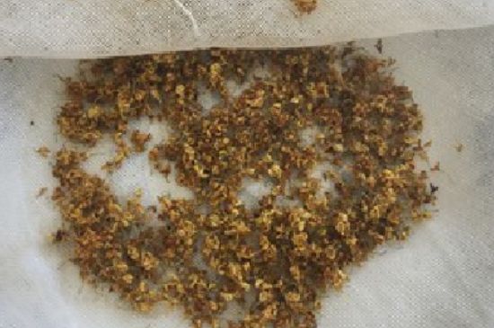 干桂花茶的制作方法，怎樣自制桂花茶？