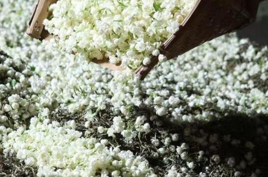 茉莉茶葉的功效與禁忌，什么人不適合喝茉莉花茶？