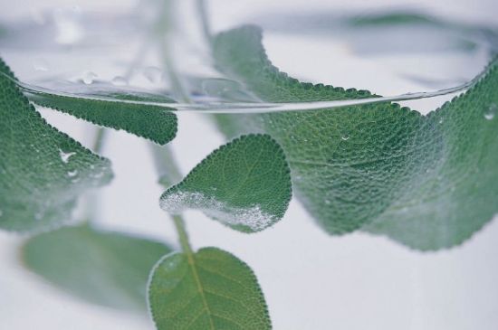 薄荷葉茶怎么制作，薄荷如何做成干茶葉