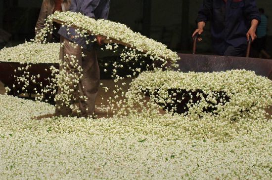 茉莉龍珠怎么做的，茉莉龍珠的制作工藝