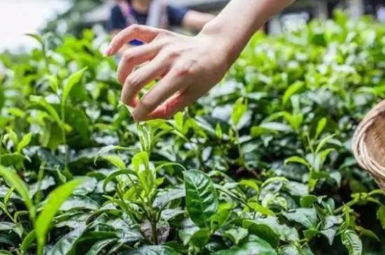 綠茶加工工藝流程圖，綠茶的加工制作包含哪幾個(gè)步驟？