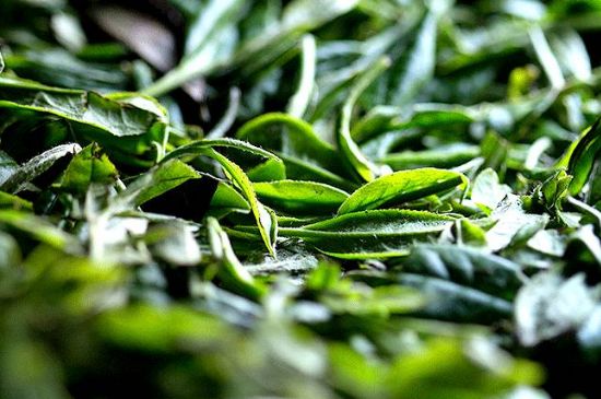 荒野銀針市場價(jià)多少，真正的荒野白毫銀針多少錢？