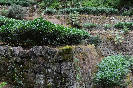 拼配的馬頭巖肉桂，還配叫馬肉嗎？請叫它“馬頭巖大紅袍”