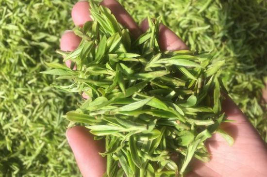 龍井好喝還是毛尖好喝，綠茶是龍井好還是毛尖好？