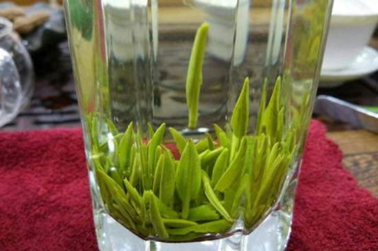 雀舌有一股青草味，雀舌為什么有青草味？