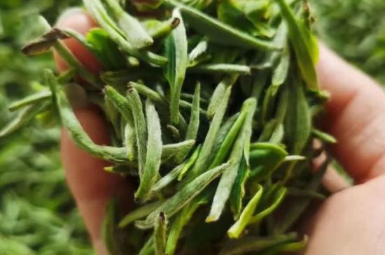 金壇雀舌算不算好茶，金壇雀舌屬于什么檔次茶葉？