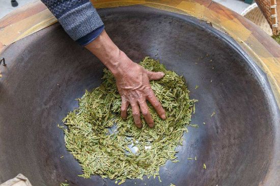 雀舌有一股青草味，雀舌為什么有青草味？