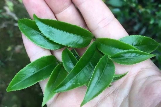 鋸朵仔跟鴨屎香哪個(gè)貴，鋸朵子和鴨屎香哪個(gè)好喝？