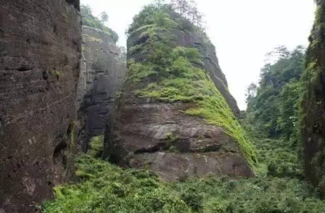 武夷山為什么盛產(chǎn)茶葉，武夷山茶為什么好喝？