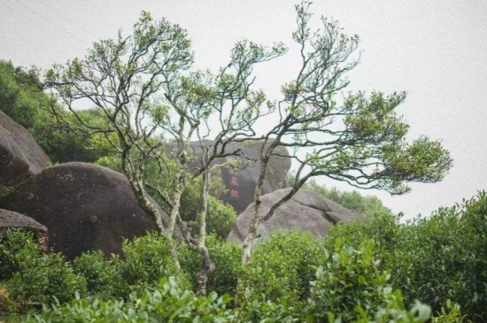 宋種一號(hào)價(jià)值為什么高，鳳凰單樅宋種1號(hào)價(jià)格與產(chǎn)量多少？