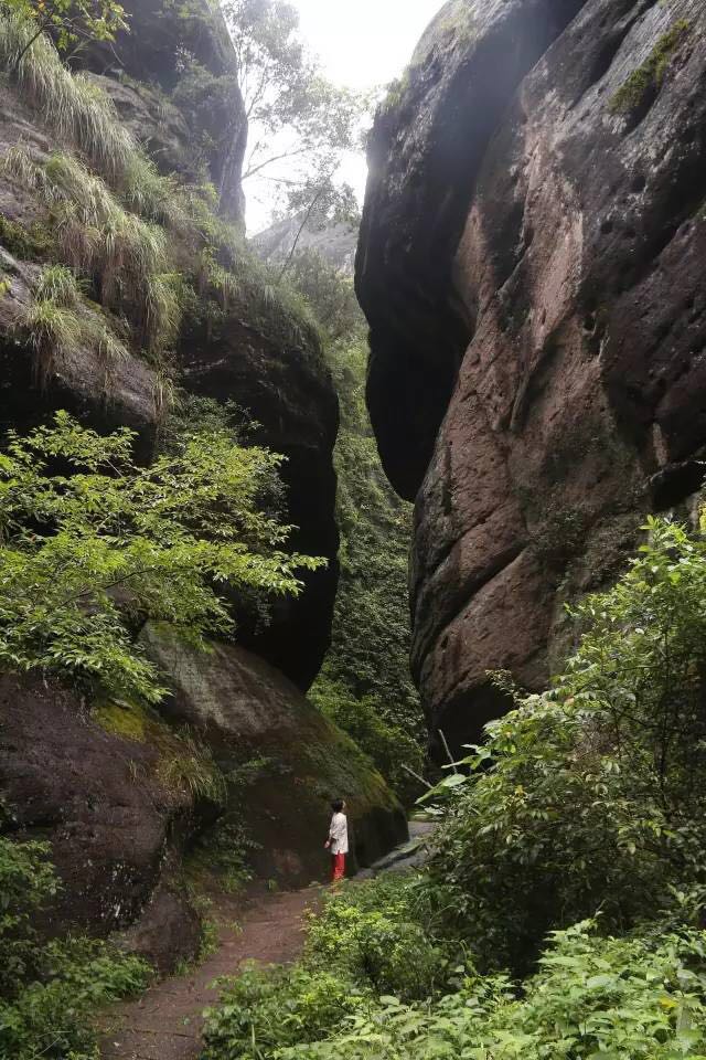 武夷山為什么盛產(chǎn)茶葉，武夷山茶為什么好喝？