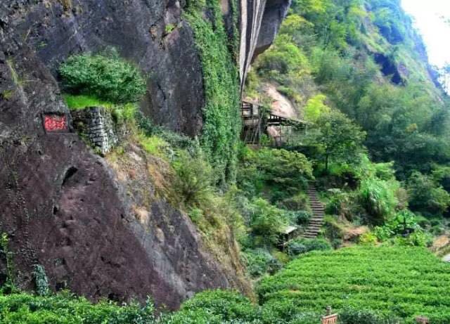 武夷山為什么盛產(chǎn)茶葉，武夷山茶為什么好喝？